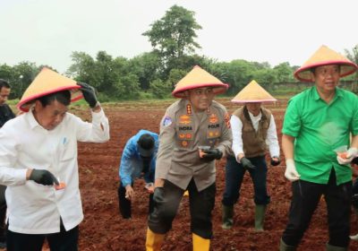 Bupati dan Kapolresta Tangerang Tanam Jagung Hibrida Dorong Penguatan Ketahanan Pangan