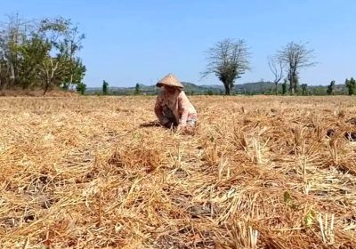 Pemkab Lombok Timur Diaga Hadapi Kemarau Panjang 2026