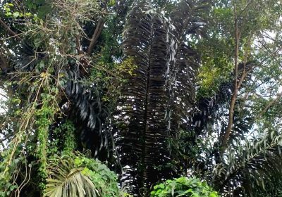 Kalong Terancam Tempat Keramat Jadi Area Pemburu yang Mengkhawatirkan