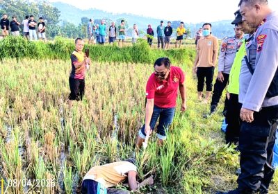 Petani di Gayam Bogorejo Ditemukan Meninggal Dunia di Sawah