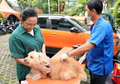 Cegah Penyebaran Rabias 74 Hewan Peliharaan di Kelurahan Guntur  Divaksinasi