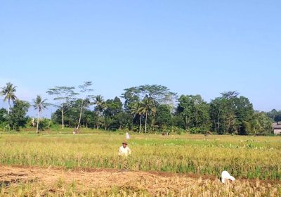 Petani Ciamis Menjerit Padi Habis Diserbu Hama dan Tikus
