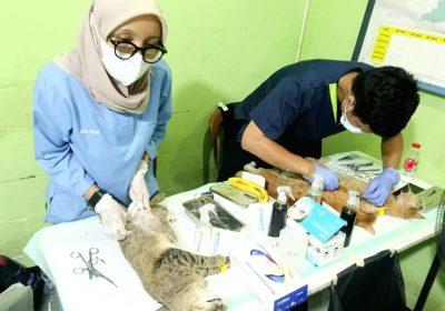 Ratusan Kucing Lokal di RW 07 Cakung Jaktim Disterilisasi