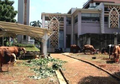 Pemerintah Kota Jakarta Selatan Terima 115 Hewan Kurban Idul Adha 1447