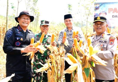 Brimob Jateng Panen 8 Ton Jagung di Kendal, Wujud Dukungan Program Ketahanan Pangan Nasional