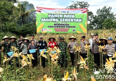 Dukung Ketahanan Pangan, Forkopimcam Mlonggo Gelar Panen Raya Jagung Serentak di Karanggondang